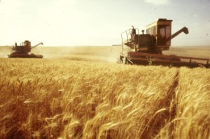 Экспортная пошлина на зерно не навредит производителям