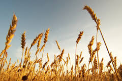 Мировое производство пшеницы в 2014 г. достигнет рекордной отметки в 718,5 млн. т - ФАО
