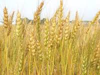 30% от производимого в стране зерна - не предел для Северного Казахстана