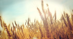 Из Ставрополья в основном на экспорт идет пшеница