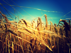 Мировой рынок пшеницы почти замер в ожидании сегодняшнего отчёта МСХ США
