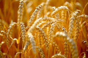 Минсельхоз РФ повысил прогноз по урожаю зерна до 110-115 млн тонн