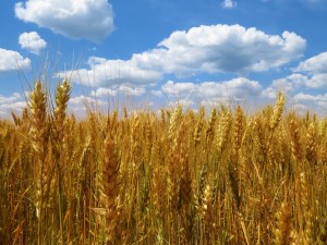 INFOLine: Валовой сбор зерновых в 2015 году оказался на 23,1% выше среднего уровня последних пяти лет