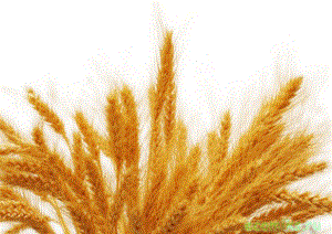 Минсельхоз РФ продаст Забайкалью зерно по фиксированной цене