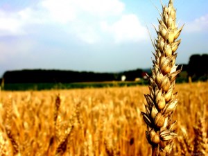 Динамика котировок пшеницы на прошлой неделе в США и Британии была незначительной