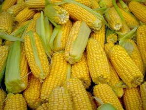 Минсельхоз США понизил прогноз мировых конечных запасов кукурузы