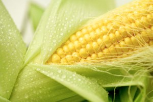 На Кубани собрали первые 90 тыс. т кукурузы