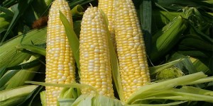 Камерун может начать экспорт кукурузы