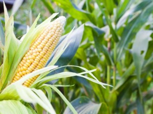 Мир завершит сезон 2014/15 с рекордными запасами кукурузы