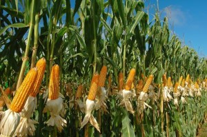 Избыток кукурузы в Китае окажет давление на рынок пшеницы США