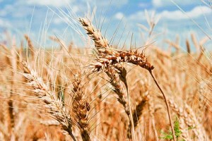На прошлой неделе в России все зерновые культуры повысились, кроме кукурузы