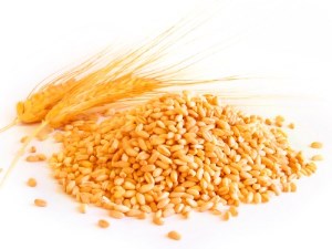 Государство купило на первой неделе марта 7,8 тыс тонн зерна в ходе закупочных интервенций