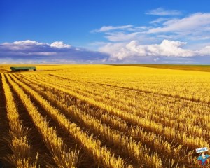 МЭР РФ выступает против увеличения экспортной пошлины на пшеницу