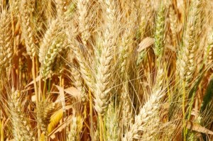 МСХ Франции ухудшило прогноз урожая зерна
