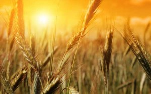 На перевозку пшеницы по новым правилам потребуется до 200 млн долларов