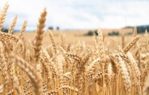 Мировой рынок пшеницы укрепился вопреки февральскому отчёту МСХ США