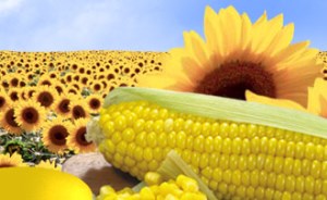 КБР готова занять 30% российского рынка гибридных семян кукурузы