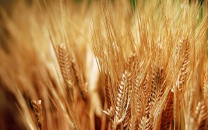 На рынке пшеницы продолжается падение цен