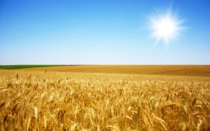 Экспорт российского зерна в этом сельхозгоду составит 25-30 млн. тонн – глава МСХ