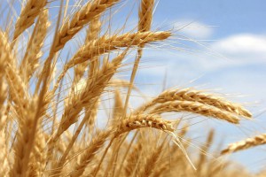 Минсельхоз через 2 недели представит предложения по корректировке пошлины на пшеницу