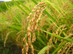 Камерун планирует наращивать производство риса