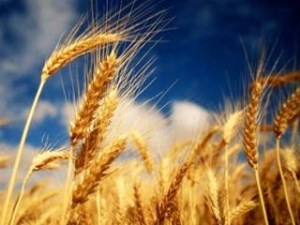 Казахстан: Что ждет производителей зерна в этом году: убытки или прибыль?