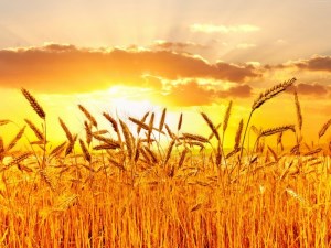 Минсельхоз установил минимальные цены на зерно урожая 2016 года