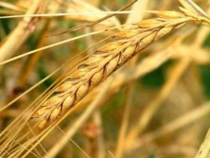 Биржевая неделя 13 мая закончилась ростом котировок пшеницы в США и Франции