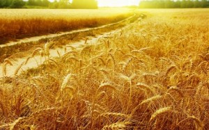 Госзакупки пшеницы в Египте провалились из-за подлога