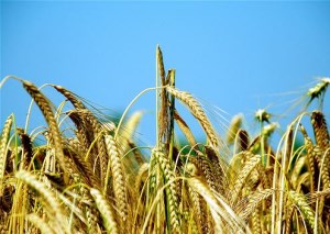 МЭР: члены ВТО одобрили декларацию, вводящую запрет на субсидии по сельхозэкспорту