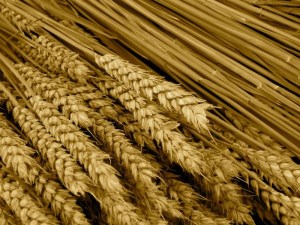 Минсельхоз снизил цены для зерновых интервенций