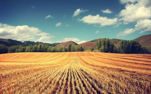 Минсельхоз: РФ к 17 августа собрала почти 71 млн тонн зерна