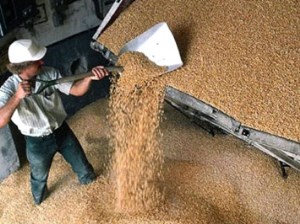 К 1 июня Россия может подойти с рекордно низкими официальными запасами зерна