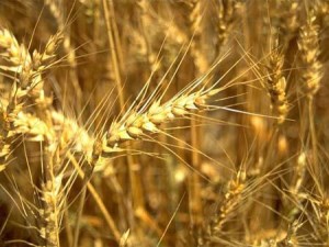 Ход уборки на 23 сентября: намолочено 91,9 млн.т зерна
