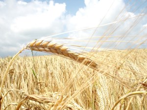 Мировое производство пшеницы в 2015 году мо-жет сократиться - прогноз