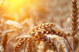 Минсельхоз надеется сдержать падение цен на зерно