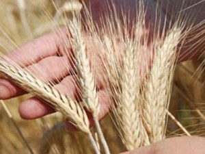 Казахстан: На прошедшей неделе, на ЕТС было продано 7588 тонн зерна, все пшеница 3 класса