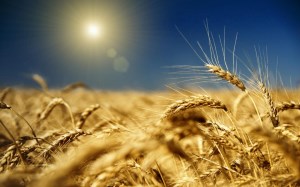 На полях мира ждут неурожай пшеницы