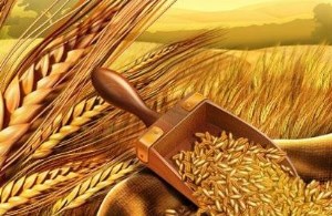 На Алтае началась закупка зерна нового урожая в государственный фонд