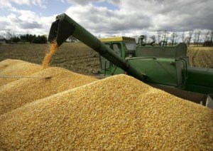 На начало месяца запасы зерна в России выросли за год на 13%