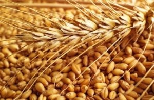 Мировой рынок зерна: приливы и отливы