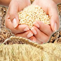 Египет закупил 350 тыс.т пшеницы