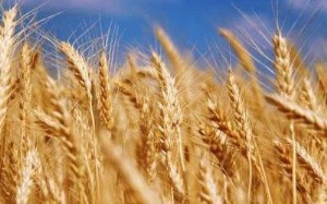 Ход уборки: на 11 ноября намолочено 107,4 млн.т зерна, МСХ РФ