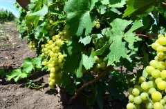 На Ставрополье началась уборка столового винограда