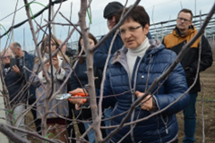  На Ставрополье раскрыли секреты обрезки плодовых деревьев