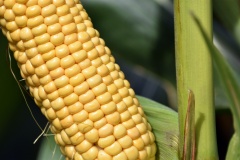 Четыре района Ставрополья завершили уборку кукурузы