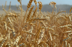 Экспорт ставропольского зерна вырос на треть